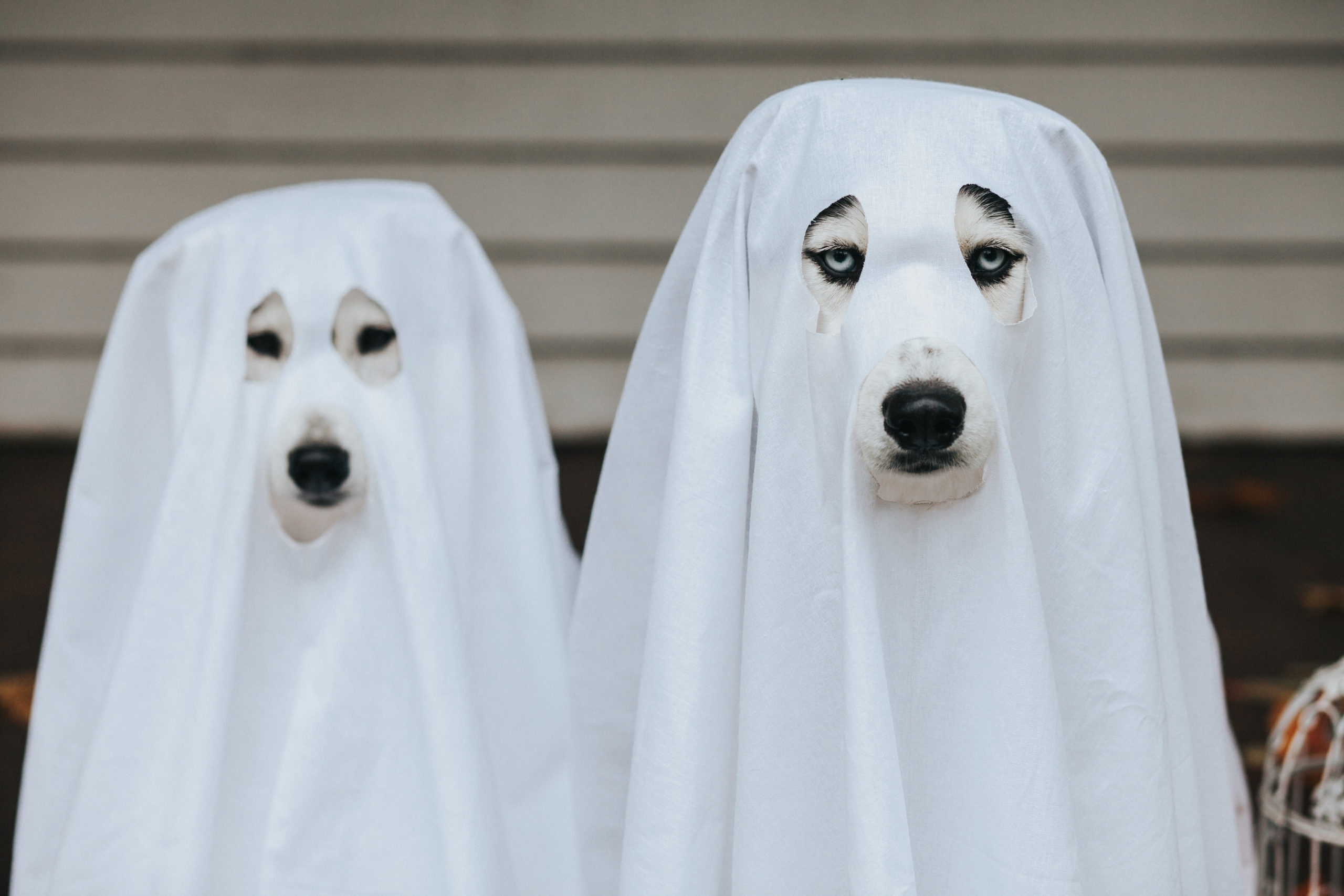 Dogs dressed like ghosts